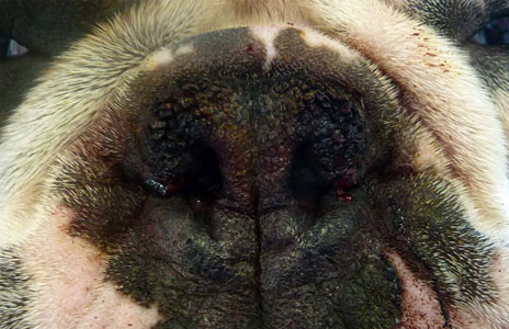 De neusgaten van dezelfde hond na de operatie