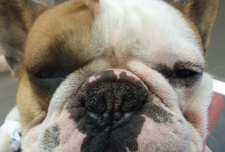 Een Franse bulldog met zeer nauwe neusgaten