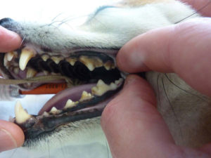 Een hond met tandsteen vóór detartratie