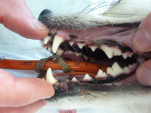 Dezelfde hond met tandsteen ná detartratie