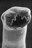 Haakwormen